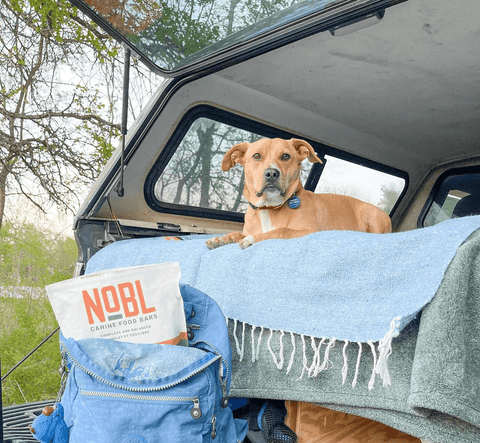 Adventure Awaits: Be Prepared When Traveling with Your Pup