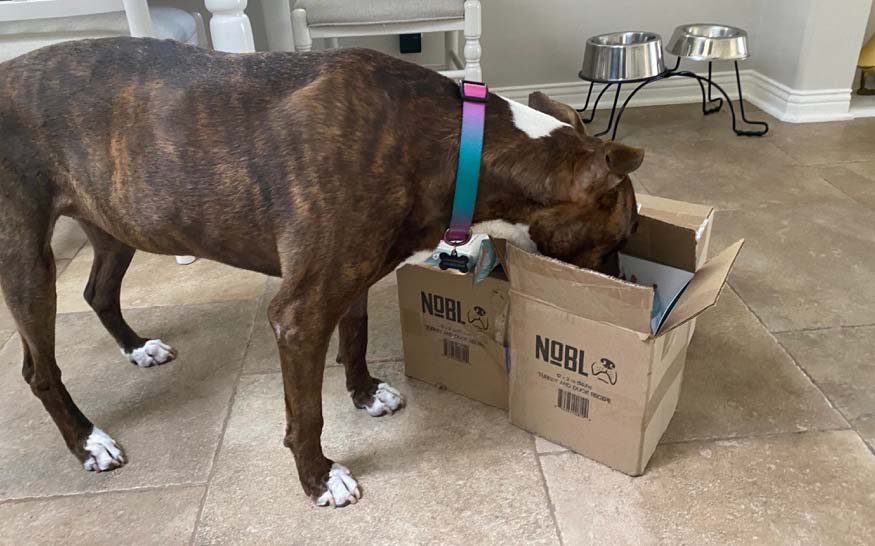 Bella’s Story: How the Digestibility of NOBL Canine Food Bars Helped Provide Vital Nutrition to a Dog Dealing with IBD - NOBL Foods