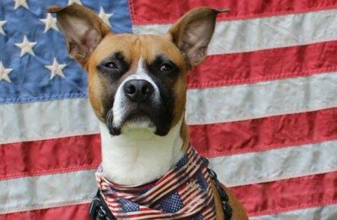 Prepare Your Dog for 4th of July Fireworks