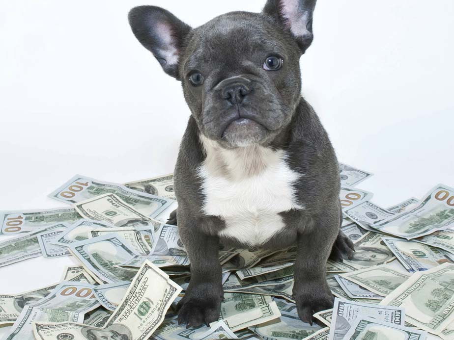 Puppy Power: The Economics Behind the $29 Billion Dollar (and growing) Pet Food Category! - NOBL Foods