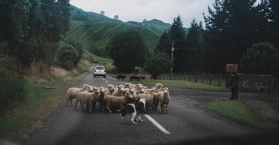 Working Dogs - NOBL Foods